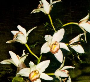 Cymbidium