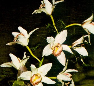 Fotografía de la planta Cymbidium