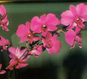 Dendrobium