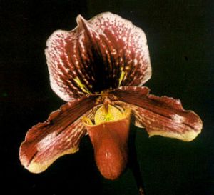 Paphiopedilum