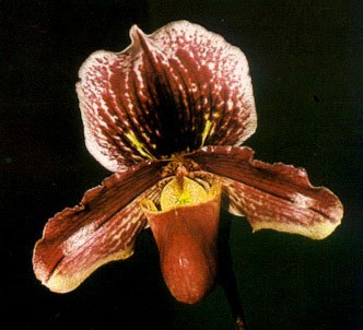 Fotografía de la planta Paphiopedilum