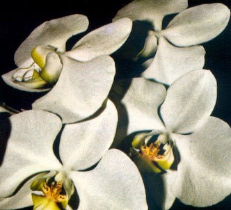Fotografía de la planta Phalaenopsis