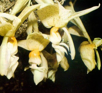 Fotografía de la planta Stanhopea